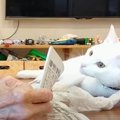 猫ちゃんとの新聞バトル、ついに攻略？！