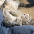 『こんなに色が薄かった子猫』が、成長した結果…想像を超える『驚愕のビフ…