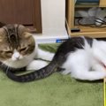 子猫におもちゃをとられたパパ猫がとった行動とは？