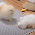 飼い主がお風呂に行った後の『猫と犬の様子』を覗いてみたら…胸キュン…