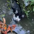 水路内に『ずぶ濡れでヘドロまみれの子猫がいる』と連絡→必死に救出して……