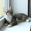 猫が『ヒマだー！』と感じているときにする行動4選　イタズラも退屈サ…