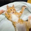 パパと一緒に寝転がって『テレビを見る』子猫…布団に入ってみせた『甘え上…