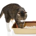 猫砂選びの2つのポイントとオススメ3種