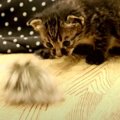 猫飼いさんなら分かる？我が家の猫あるある♪