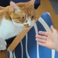 大好きなママが『抱っこ』と言ったら…甘え上手な猫が見せた『可愛すぎ…
