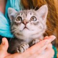 猫から『尊敬される飼い主』の特徴4選♪