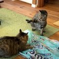 覇権は誰の肉球に？猫兄弟の仁義なきビニール袋争奪戦！