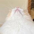 上を向いて立っている猫の『お腹』を見たら…まさかの『形』が可愛すぎ…