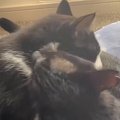 グルーミングをし合う2匹の猫を見ていたら…微笑ましすぎる展開に「ニンマ…
