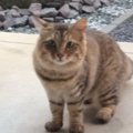 突然玄関先に現れた猫→毎日のように『入れて』と家に来るようになって…心…
