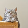 猫が『人を馬鹿にしている時』の仕草・行動3つ！見下すようになる理由とは