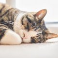 『寝ている猫』に絶対しちゃダメなこと3選