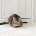 猫が動くものに反応してしまう5つの心理