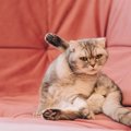 猫の『おしりから液体が出る』ときの原因3つ　病気の可能性や適切な対処法…