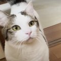 名前を呼ぶと飛んで来てくれる賢い猫ちゃん達♡