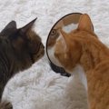 「誰かいるにゃ」鏡の中に映る自分に困惑する猫ちゃん