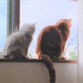 LAYLAの１２猫占い【9/7～9/13】のあなたと猫ちゃんの運勢