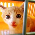 排水管の中で逃げ回る子猫……保護され保育園の仲間に！