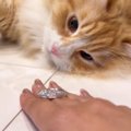 猫は『マジックができる？』チャレンジさせてみた結果……驚きの展開に「天…