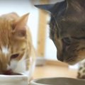 久しぶりの猫缶に大歓喜！夢中で食べる可愛いニャンズ♪