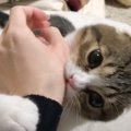 テンション上がりすぎて甘噛みしてしまった子猫…『反省の仕方』が可愛…