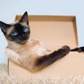 猫が『段ボール』に夢中になる理由5つ　なぜ入りたがるの？心理・習性のヒ…