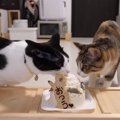 おつうちゃんの誕生日！猫用ケーキでお祝いだ！