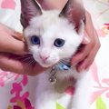 青い目が美しい『生後1ヶ月半の子猫』→約3年が経過すると…成長ビフォーア…