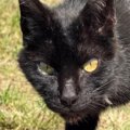 往復4時間もかかる山の頂上に『遺棄された黒猫』→探しに行った結果…予想外…