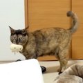 ベランダへ洗濯物を干しにいくと、元野良猫が大声で鳴きだして…切なす…