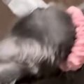 夢中になって『紐』で遊んでいた2匹の子猫…思わず笑ってしまう光景に「な…