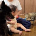 猫と赤ちゃんがおもちゃの取り合いをしていたら…まさかの『成長』が感動的…