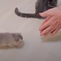 赤ちゃん猫たちを『褒めまくった』結果…可愛すぎる行動をとる姿に悶絶…