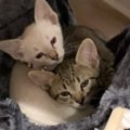 『一緒にお迎えしてよかった』仲良しな兄妹子猫を迎えて６年…成長した2匹…