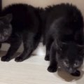 大きな物音が連続で続いた結果、子猫たちが…まさかの『やんのかポーズの連…
