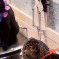 戸棚の前に座っていた『2匹の猫』→扉を開けようとすると…まさかの行動…