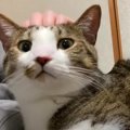 元保護猫ちゃんたちとお留守番♪ 突然、猫ちゃんからもらったプレゼン…