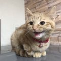 猫が「頼み事」をするときの仕草５つ