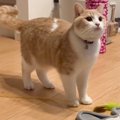 猫がママとどうしても遊びたくて…可愛すぎる『遊んでアピール』に&quo…