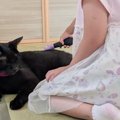4歳の女の子がブラシを手に持つと、黒猫が寄ってきて……心温まる『尊い…