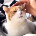 飼い主のベッドでひなたぼっこする三毛猫→ナデナデすると…破壊力が高…