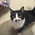 ごはんの時間が待ちきれずにキッチンにやってきた猫→『ごはん食べる？…