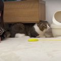 出てきて〜！爪切りが嫌で隠れた猫くん