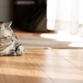 猫が思わず『ゴロゴロしてしまう場所』5選　居心地よく過ごせる条件や環境…