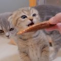 子猫にはじめて『カツオ』を与えてみたら…"想像以上の反応"…
