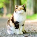 猫の進化の歴史とは？祖先となった動物や人間と暮らすまでの過程