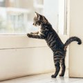 猫が外に出たがる時の対処法！しつけ方の2つのポイント