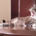 猫が『テーブルに登りたがる』のはなぜ？3つの心理　乗らせたくないと…