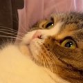 大好きなパパに抱っこされた猫…可愛すぎる反応と『笑ってしまう展開』…